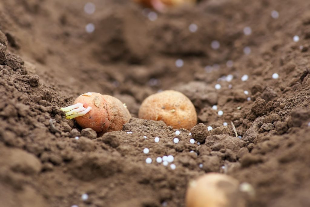 Kartoffeln mit mineralischem Dünger