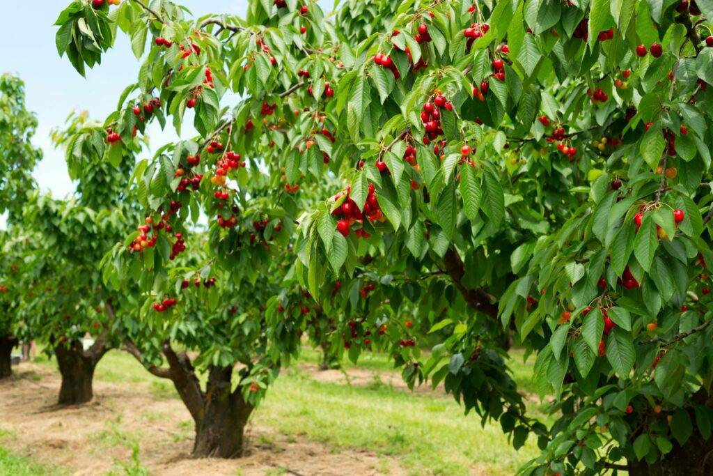 Der Obstbaum ist als Ballen- oder Containerware erhältlich