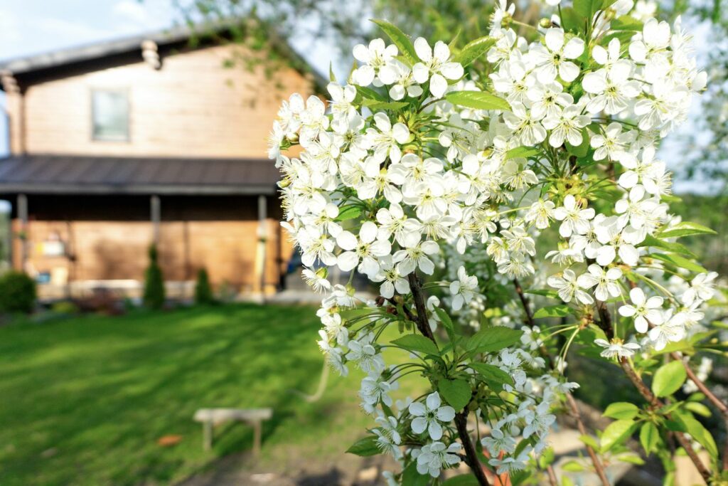 richtiger Standort für Kirschbaum