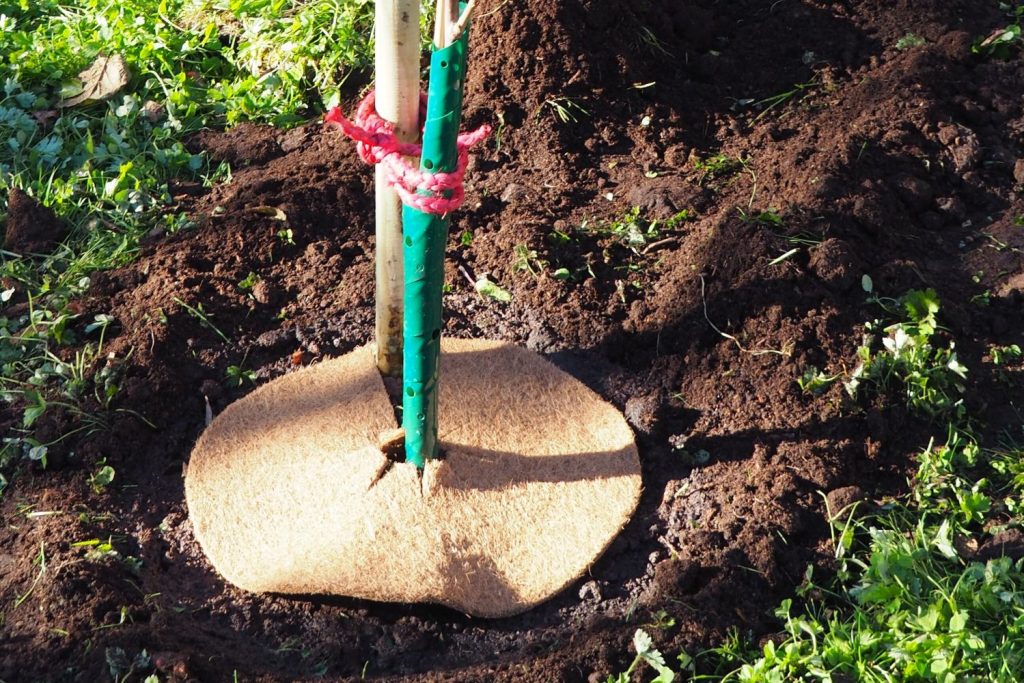 Kokosmatte um den Baum gelegt