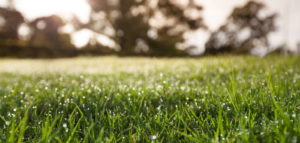 Rasen düngen im Herbst Die letzte Düngung des Jahres Plantura