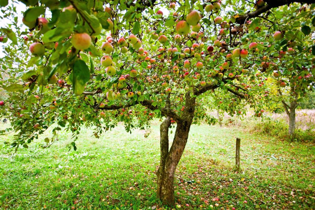 Apfelbaum mit Äpfeln auf Wiese