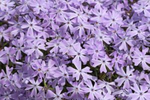 Phlox