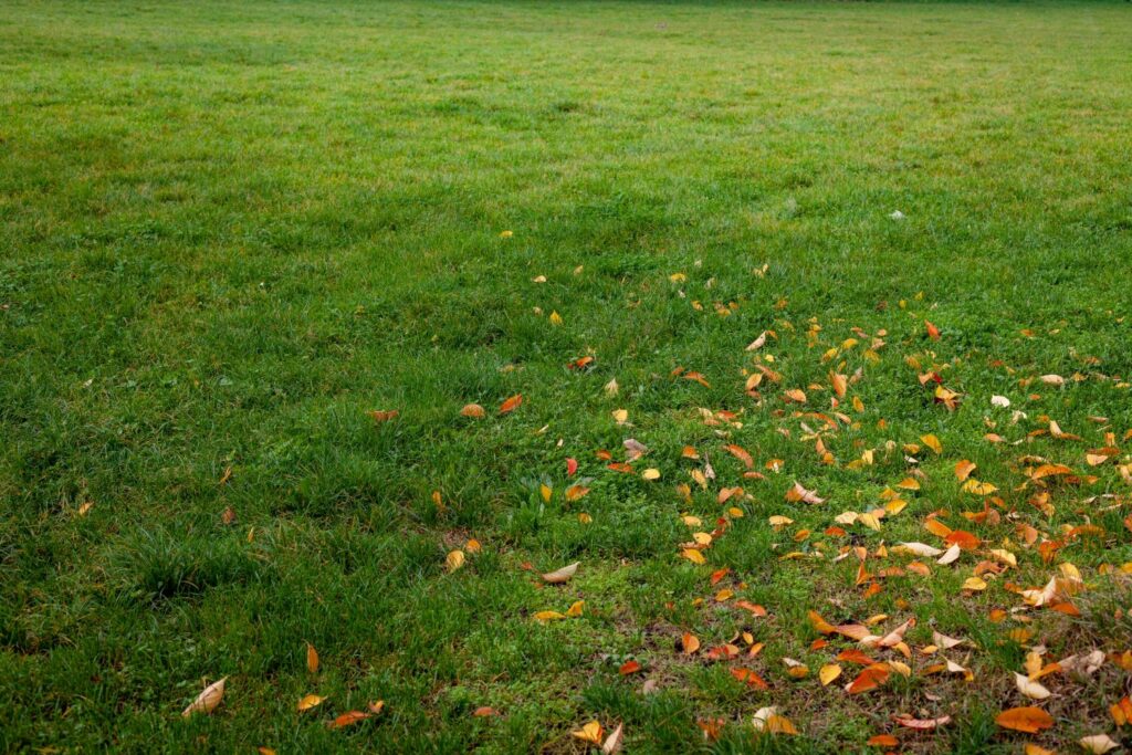 Rasen im Herbst mit vielen Blättern