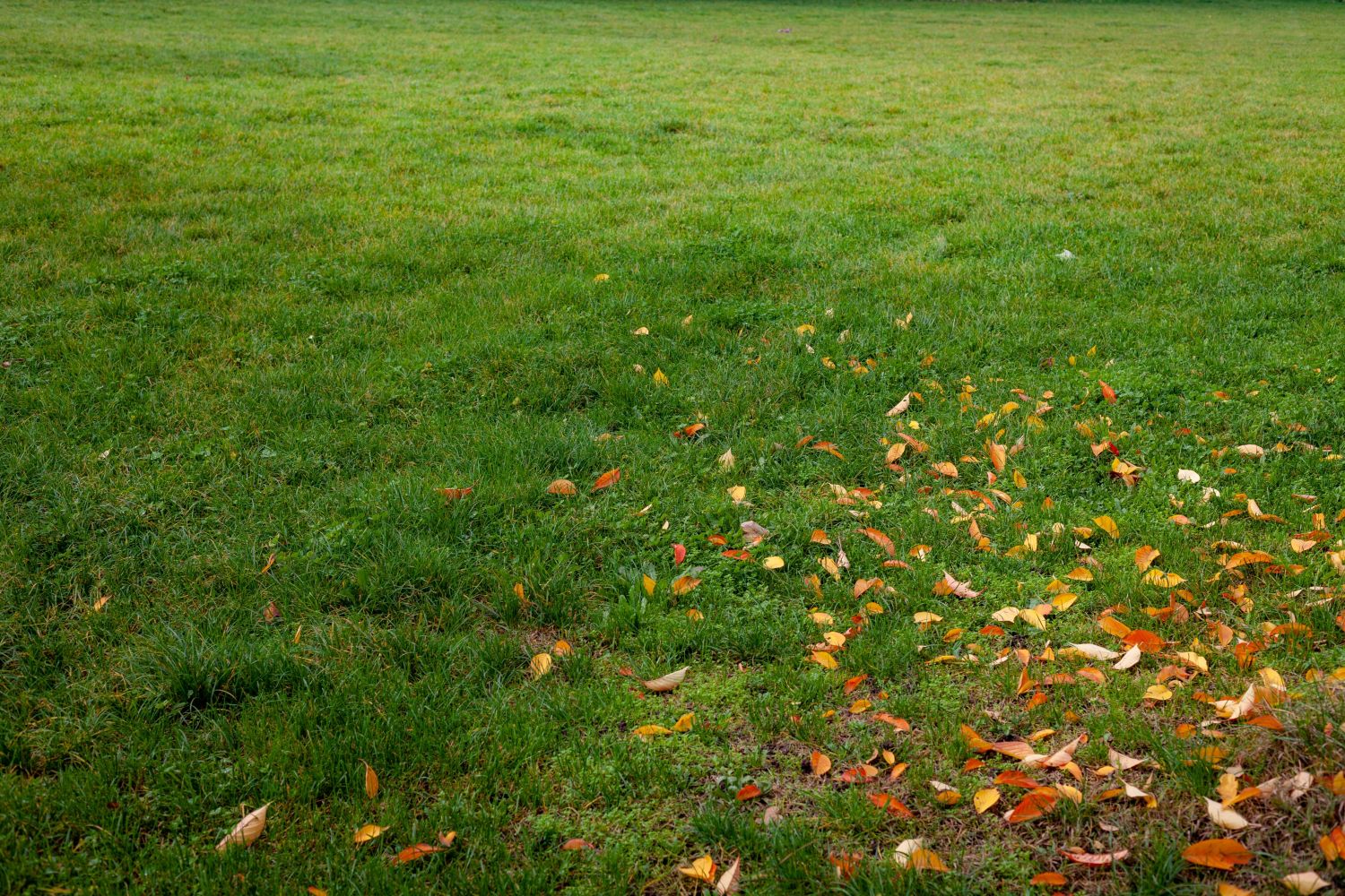 Rasen im Herbst düngen Wann, wie & womit? Plantura