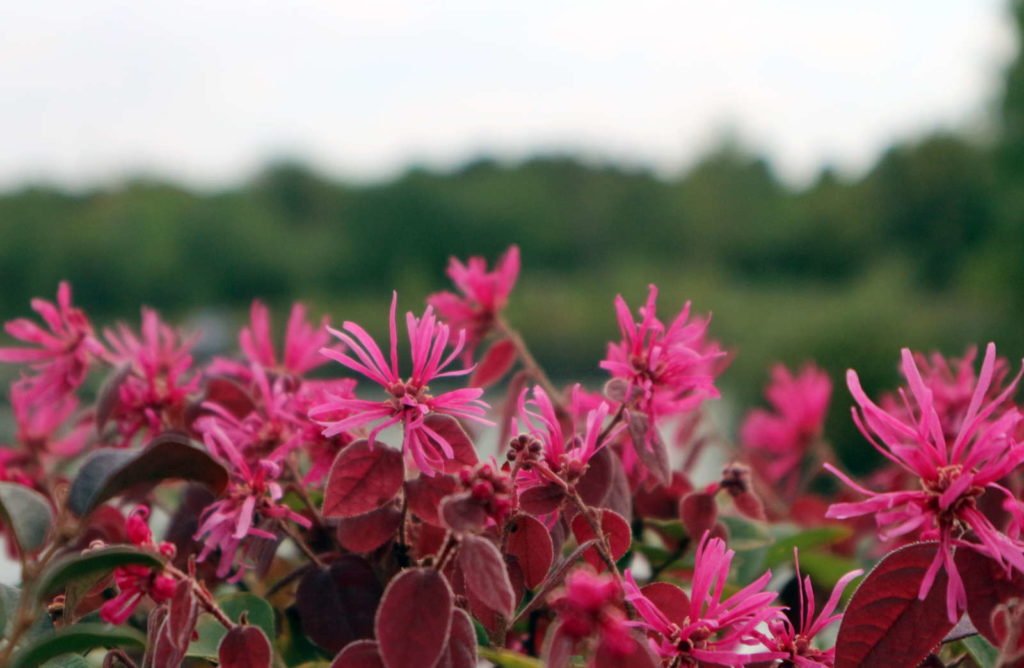 Pink-rot blühende Riemenblüte