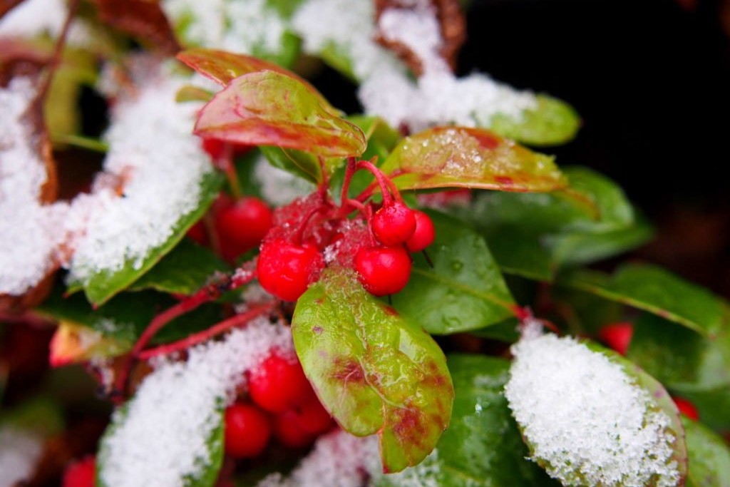 Scheinbeere im Schnee