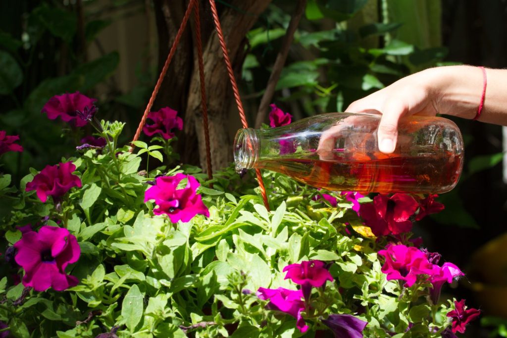 Blumen werden mit Flüssigdünger gegossen