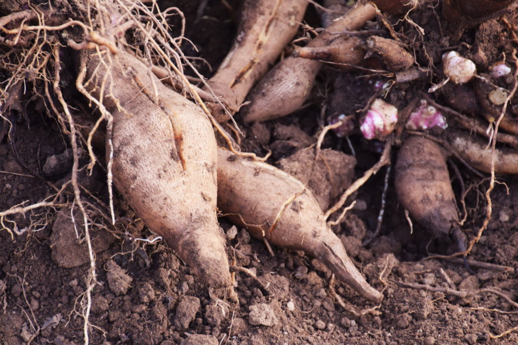 Yacon Knollen in Beet