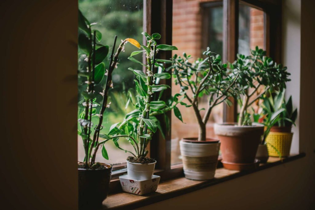 Zimmerpflanzen in Töpfen auf dem Fensterbrett