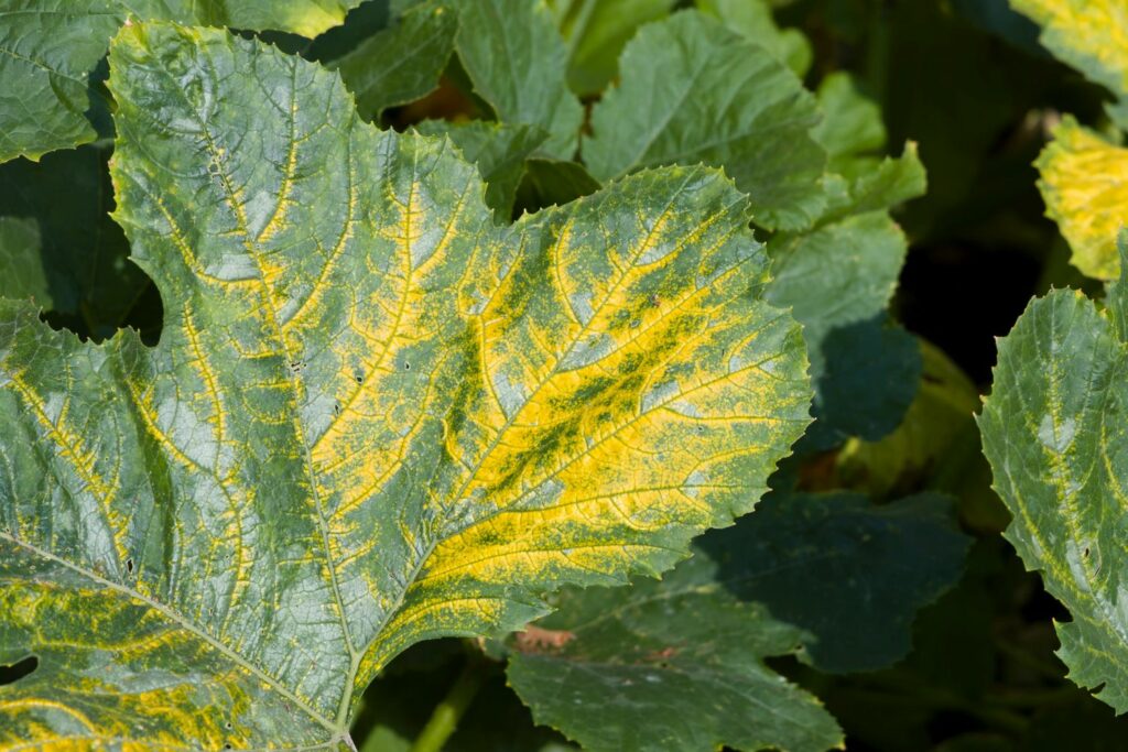 Zucchini mit Gelbmosaikvirus