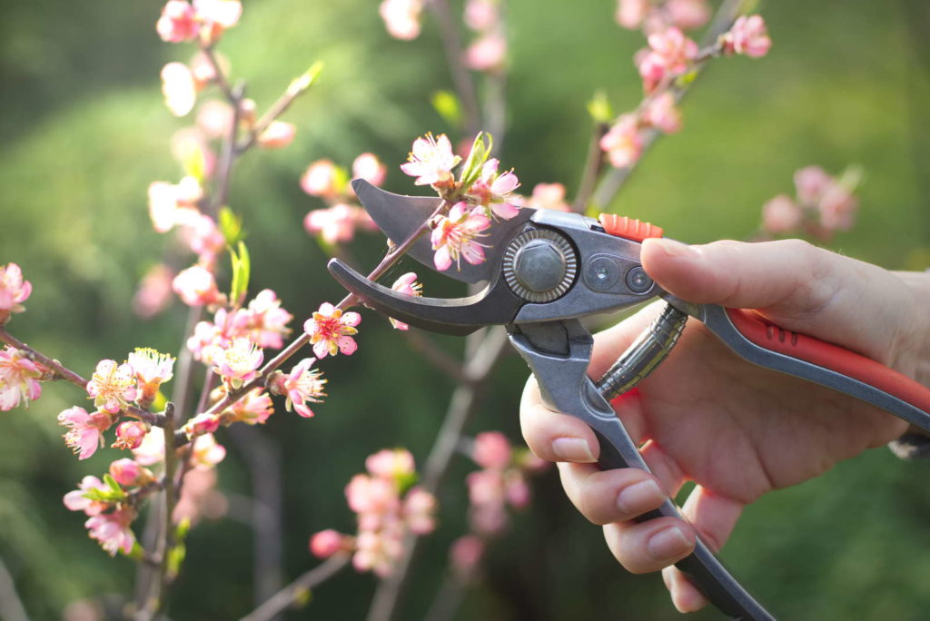 Schneiden eins Pfirsichbaums mit einer Gartenschere in der Sonne