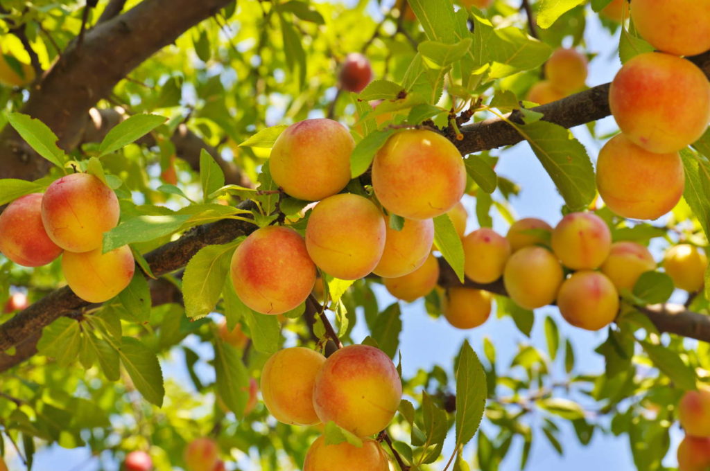 gelbe Pfirische hängen an einem Baum