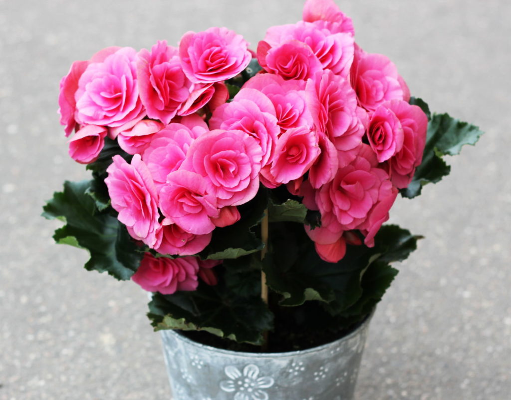 Blumentopf mit rosa Blumen