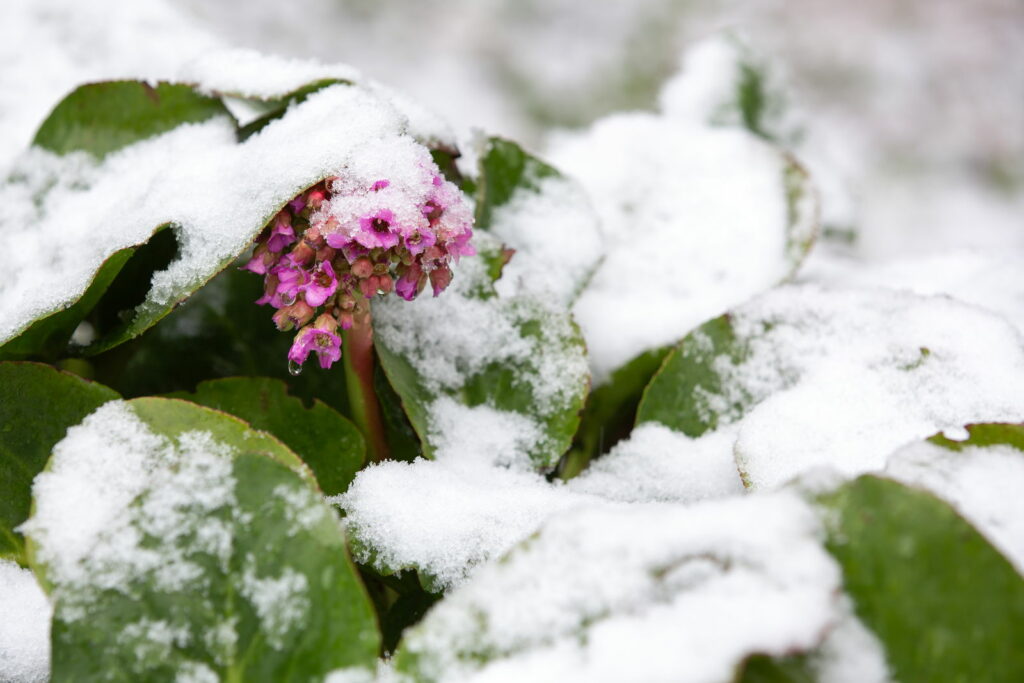 Bergenie im Schnee