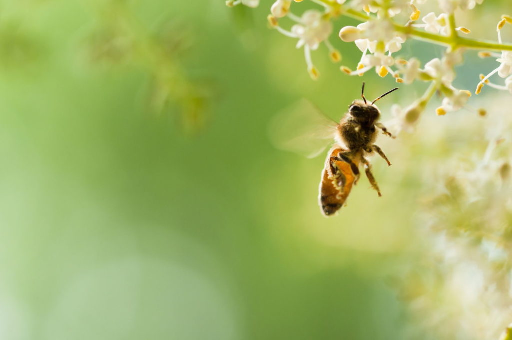 Biene fliegt zu Blüte