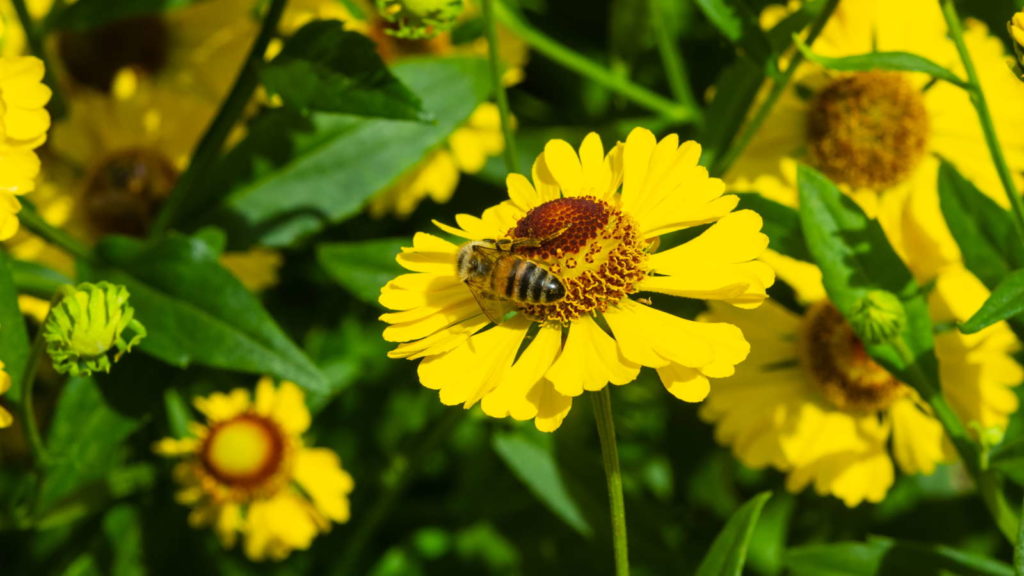 Biene in Helenium autumnale 