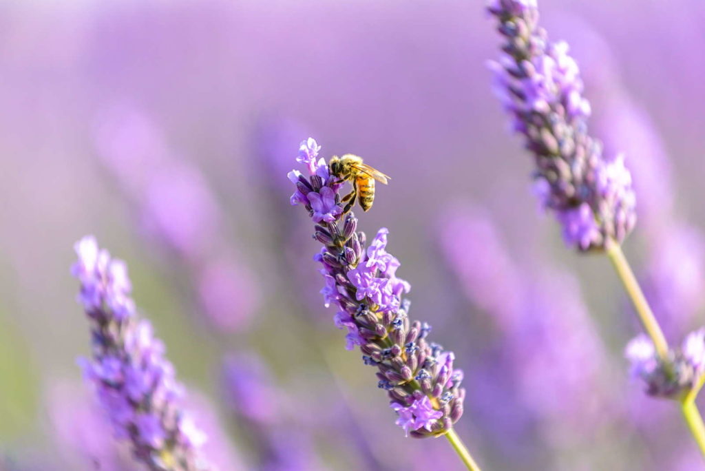 Biene in Lavendel