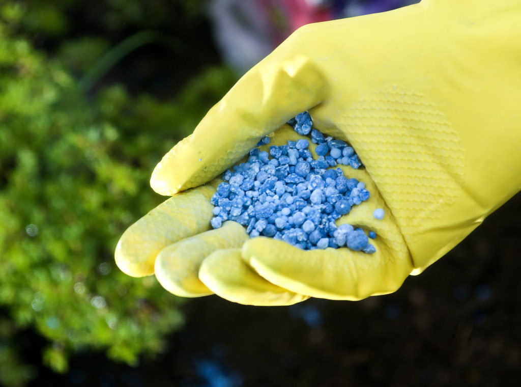 Blaukorn wird von Hand gehalten