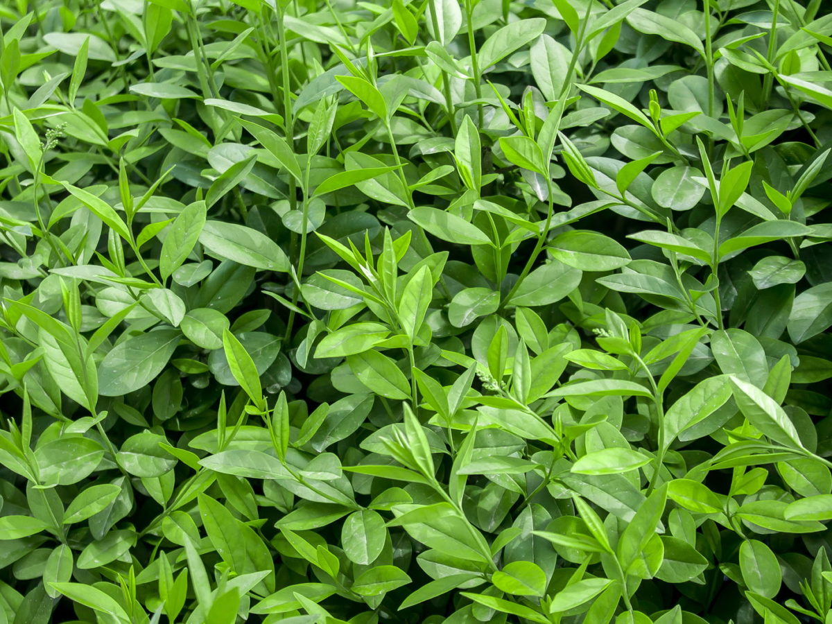 mykorrhiza dünger anwendung Mykorrhiza Pilze Bioaktivator von Flora Boost main image 1