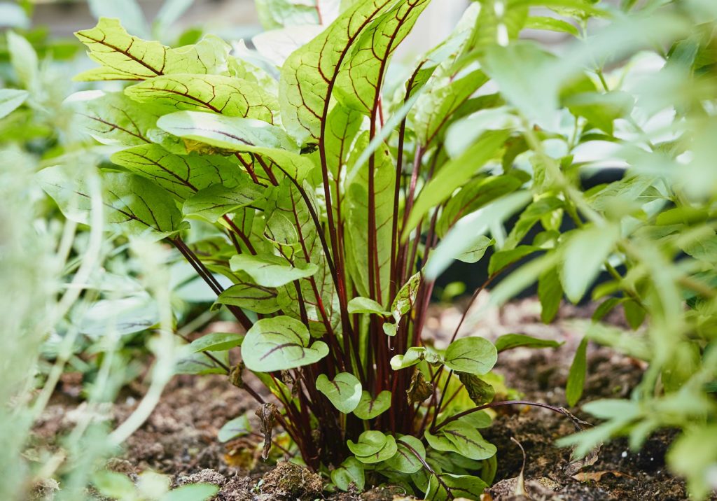 Blutampfer Blätter im Hochbeet