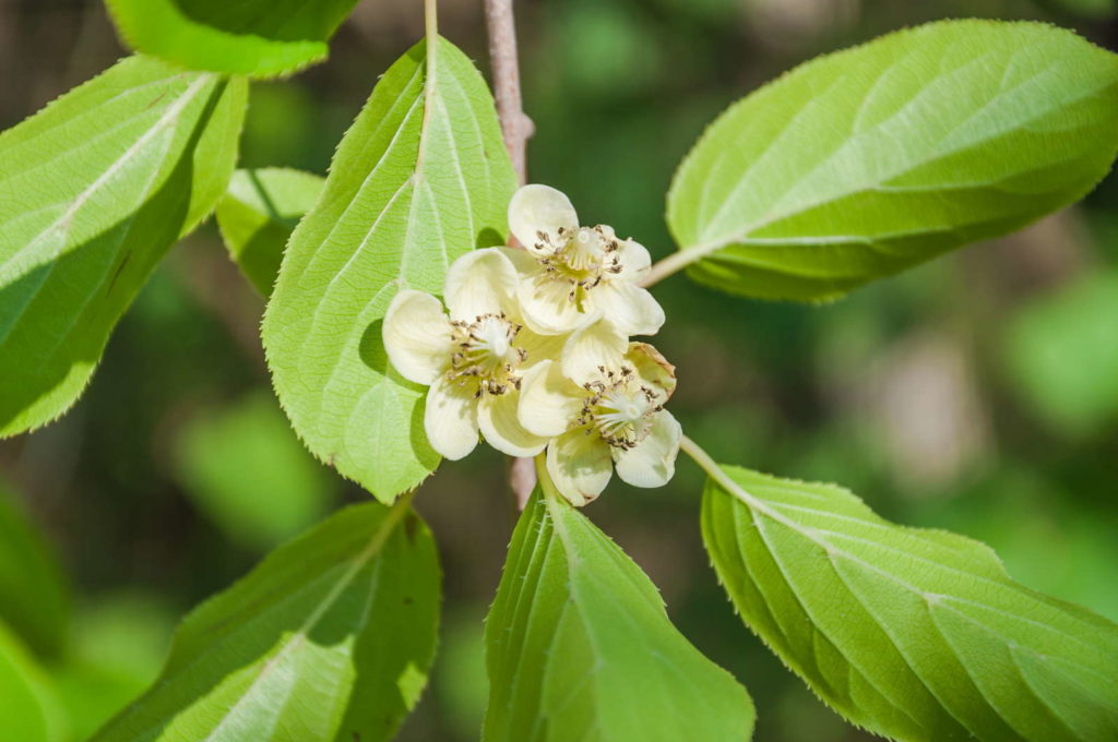 Blüte der Kiwibeere