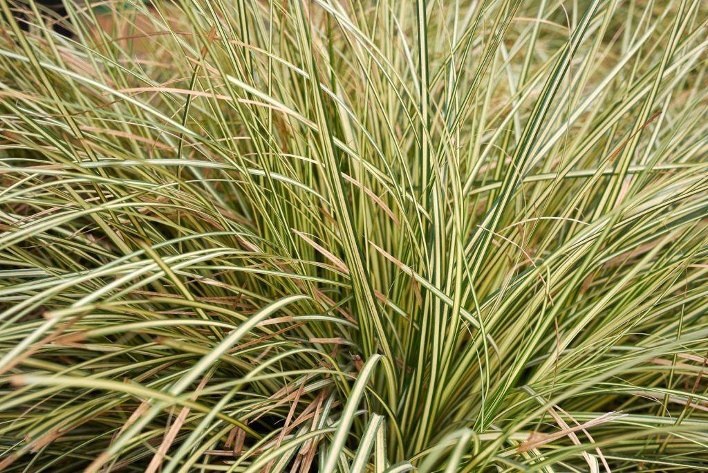 Carex morrowii