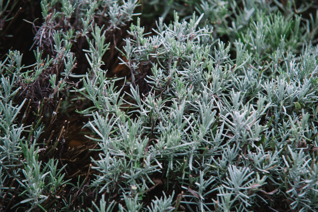 Echter Lavendel im Beet