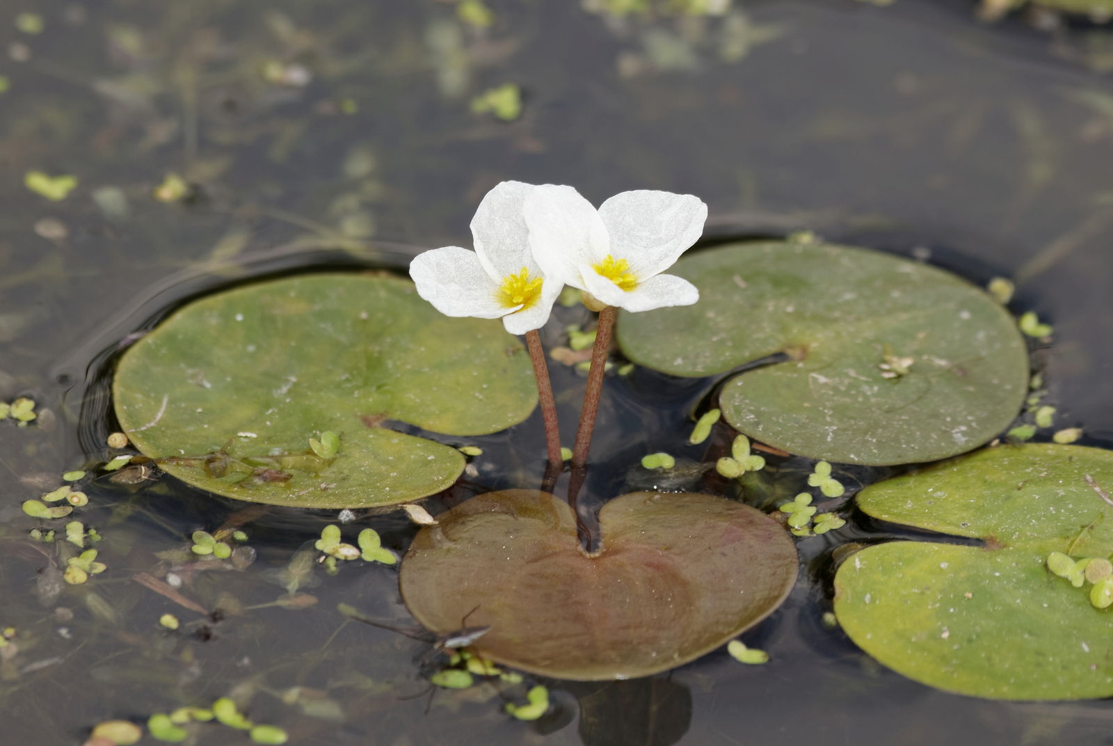 Winterharte Teichpflanzen 12 robuste Pflanzen für den Gartenteich