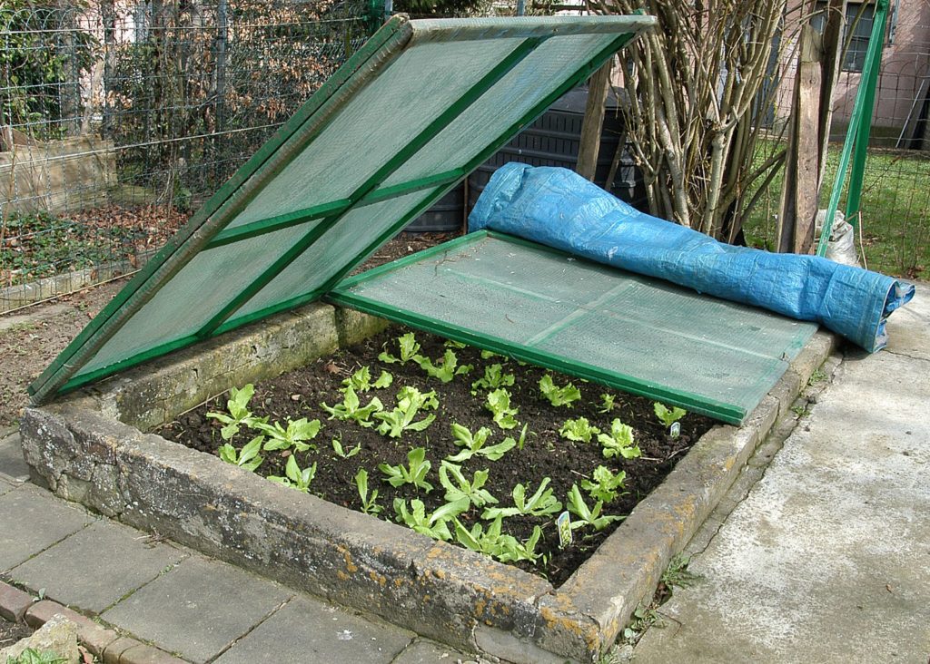 Frühbeet im Garten