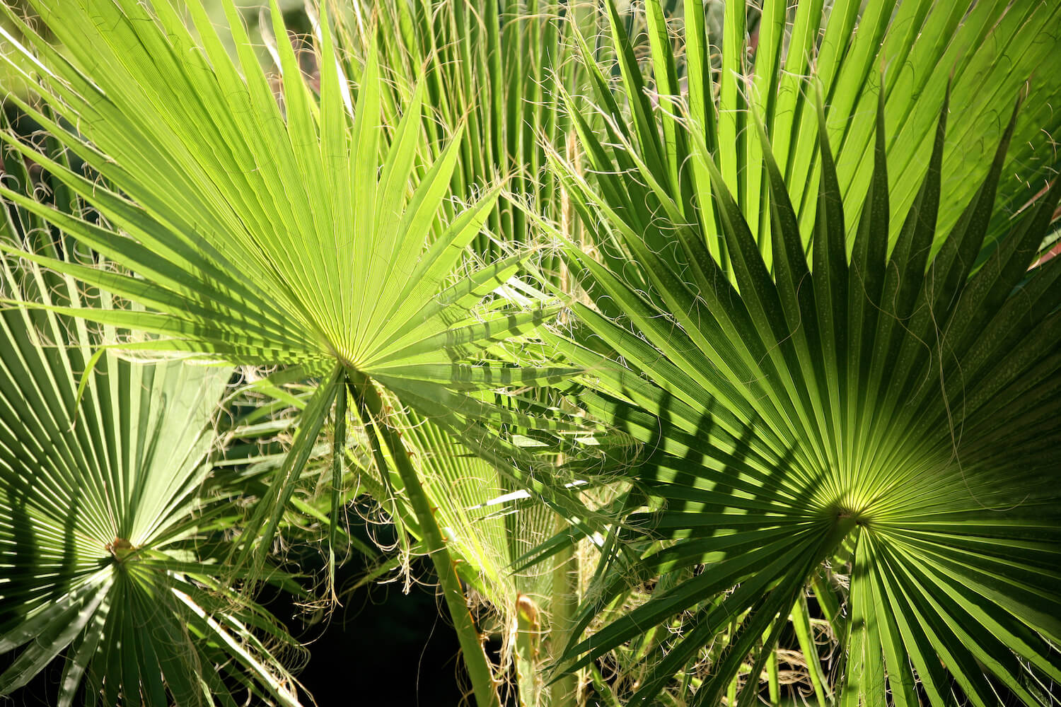 Grüne Blätter der tropischen Hanfpalme