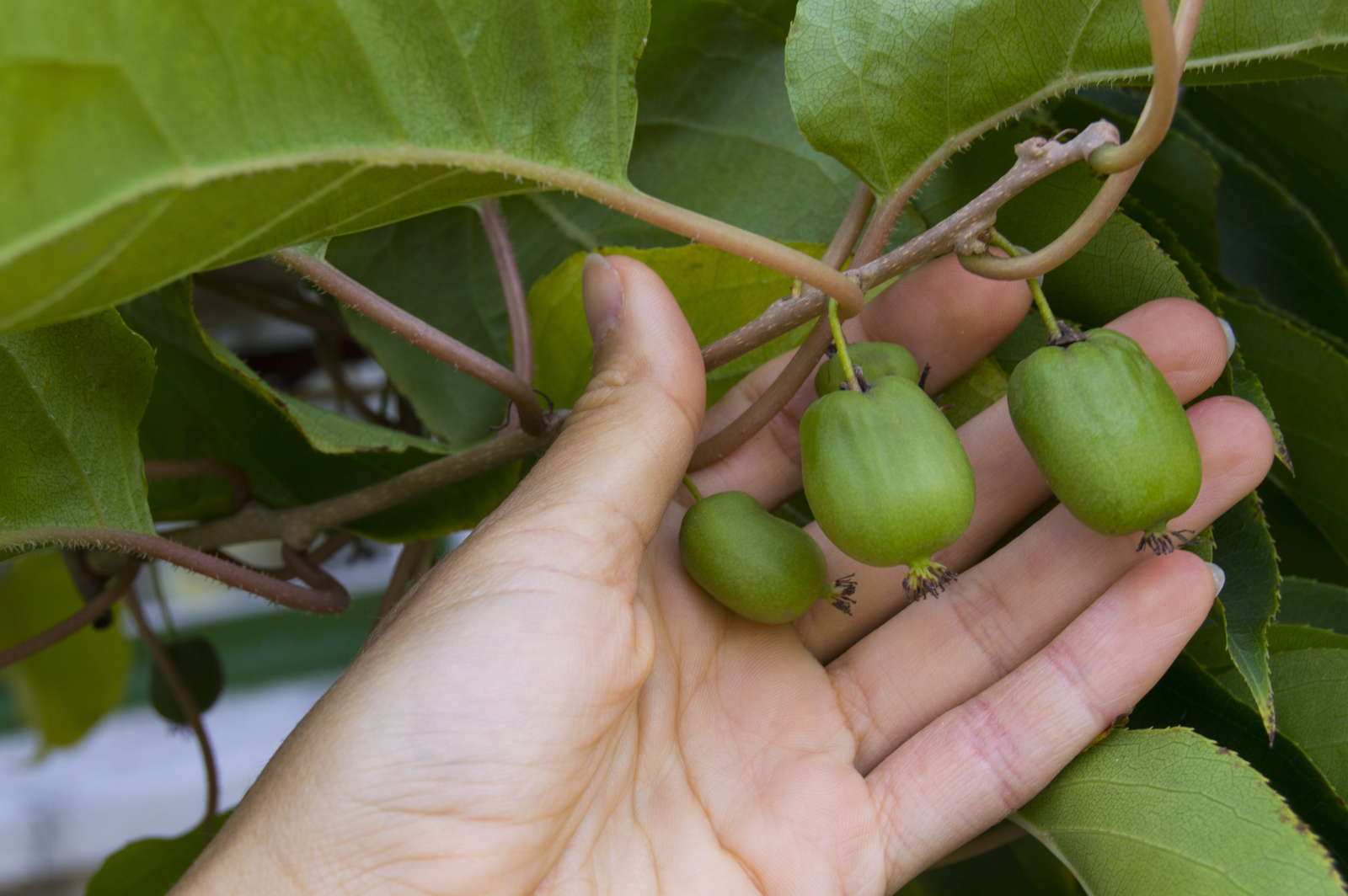 Kiwibeeren Schneiden Pflegen Experten Tipps Von Plantura