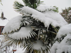 Hanfpalme überwintern & winterfest machen Plantura
