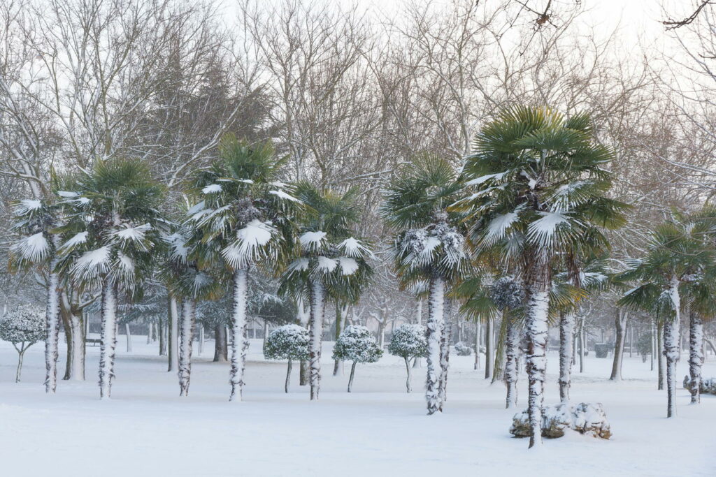 Hanfpalmen stehen auf einer Wiese im Winter