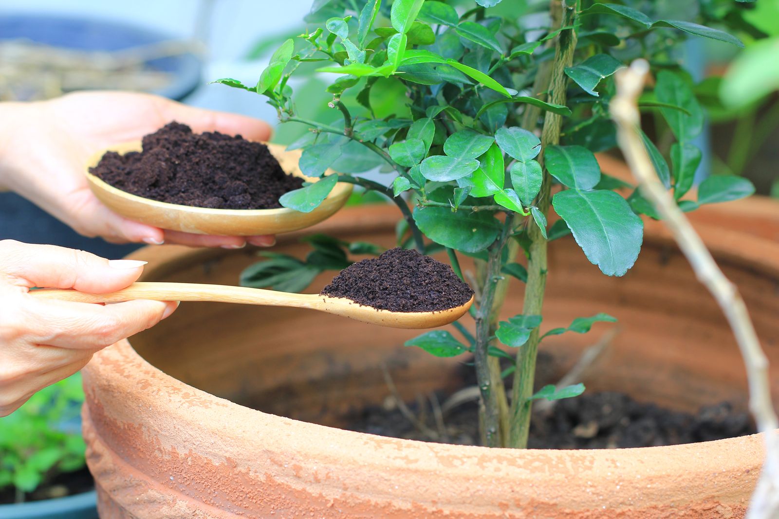 www.plantura.garden