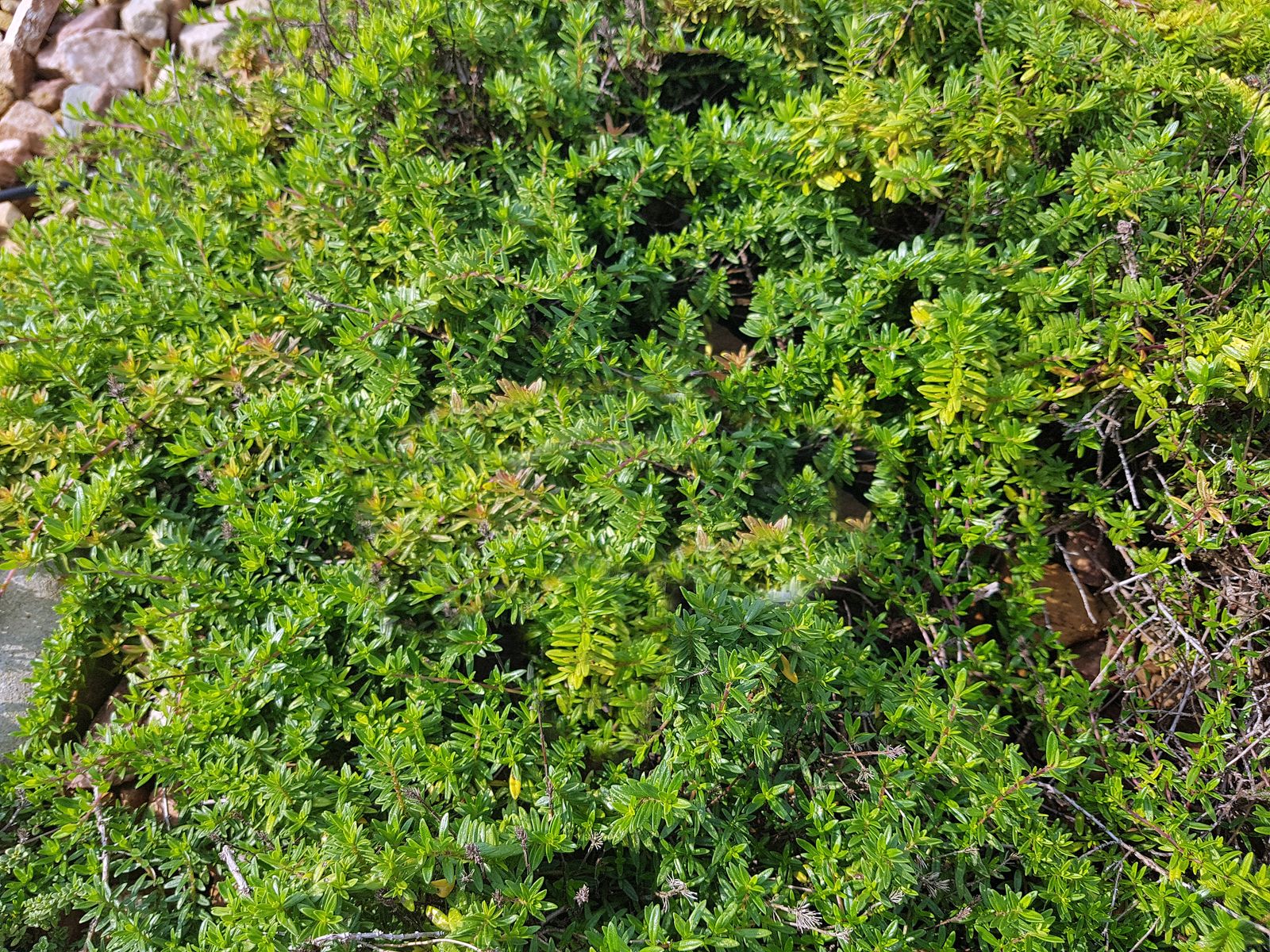 Winterharte Bodendecker Robuste & schöne Sorten Plantura