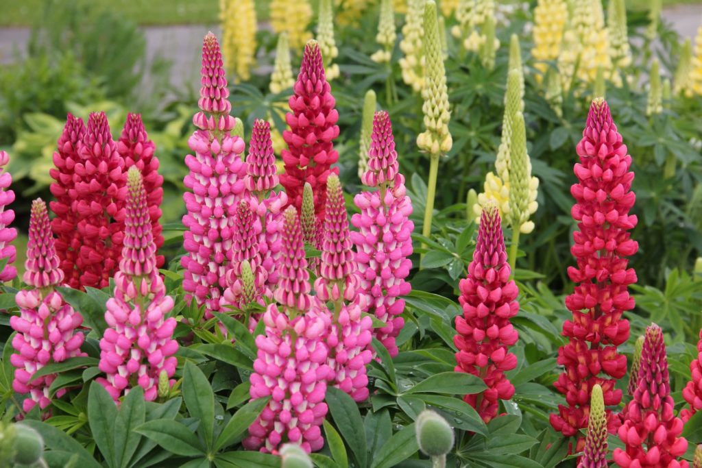 Lupinen im Garten