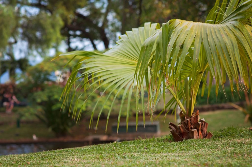 Palme im Garten