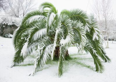 Winterharte Palmen: Die besten Arten für den Garten