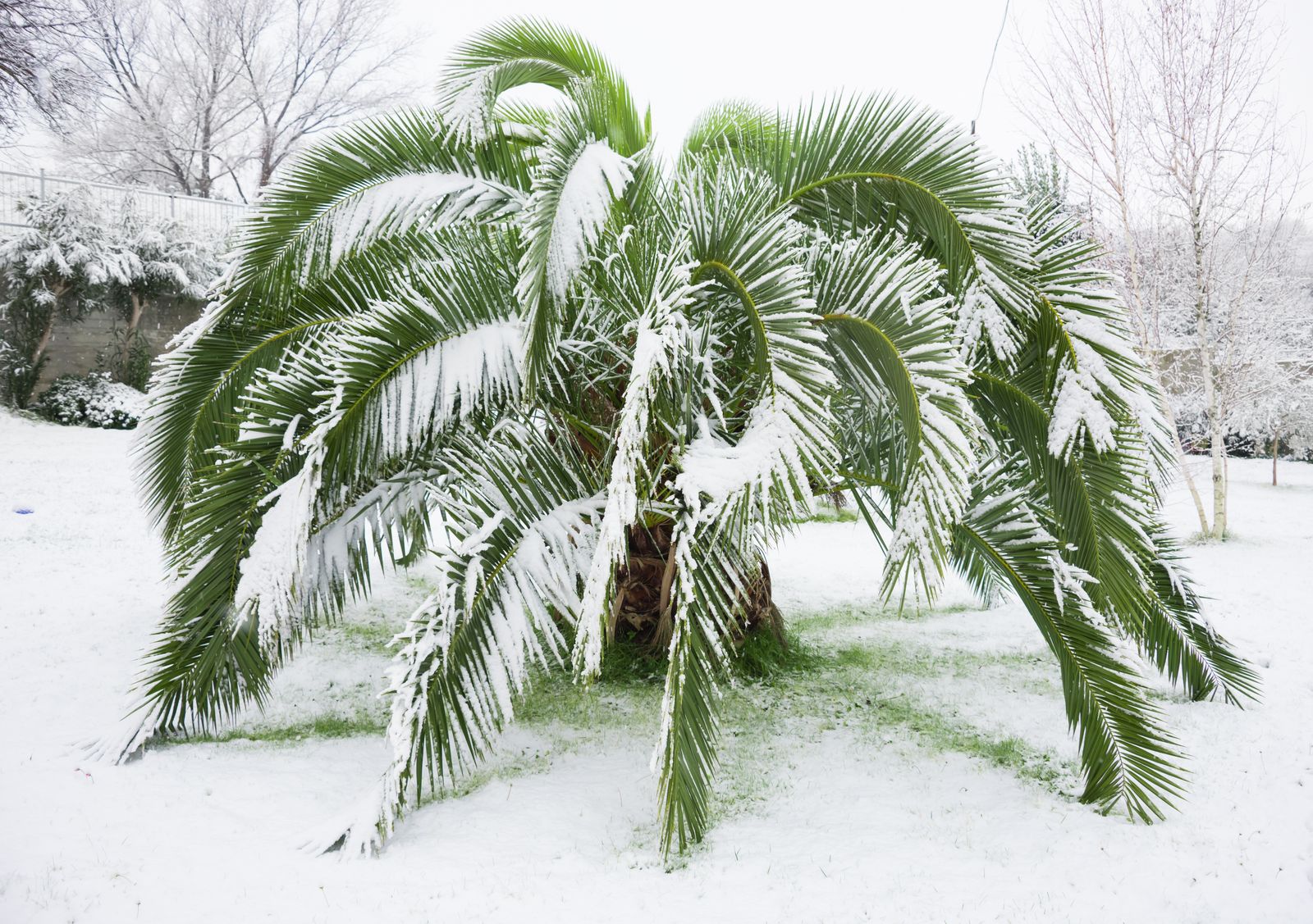 Winterharte Palmen Die Besten Arten Fur Den Garten Plantura