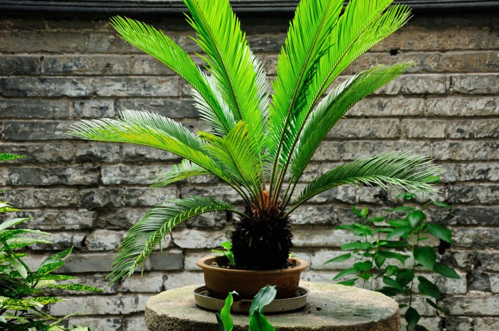 Palme im Topf