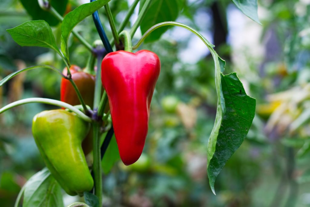 Paprika Pflanze im Garten