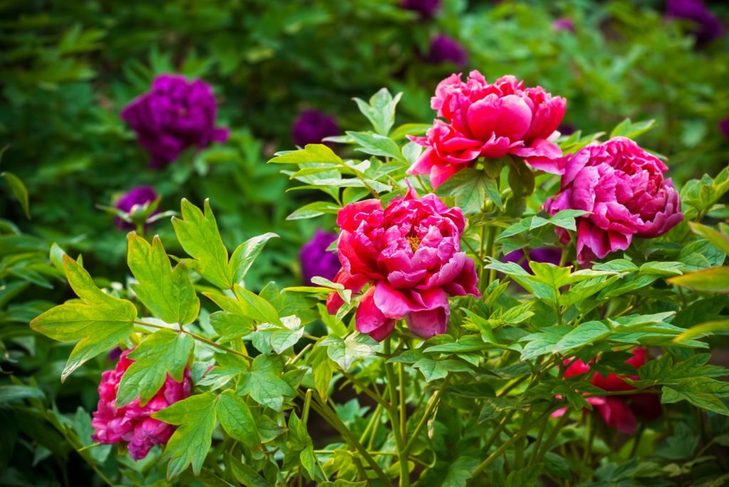 Rosa Pfingstrosen im Garten