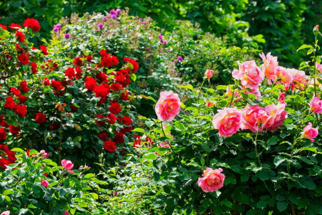 Rosen am Busch rot und rosa