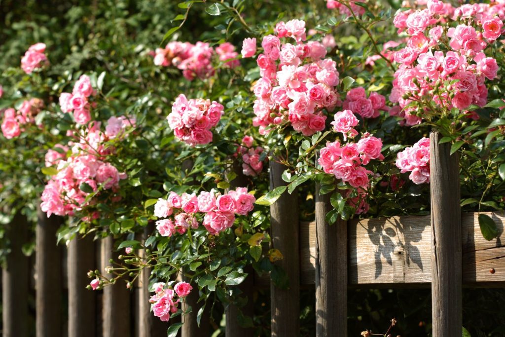 Rosa Rosen an einem Holzzaun