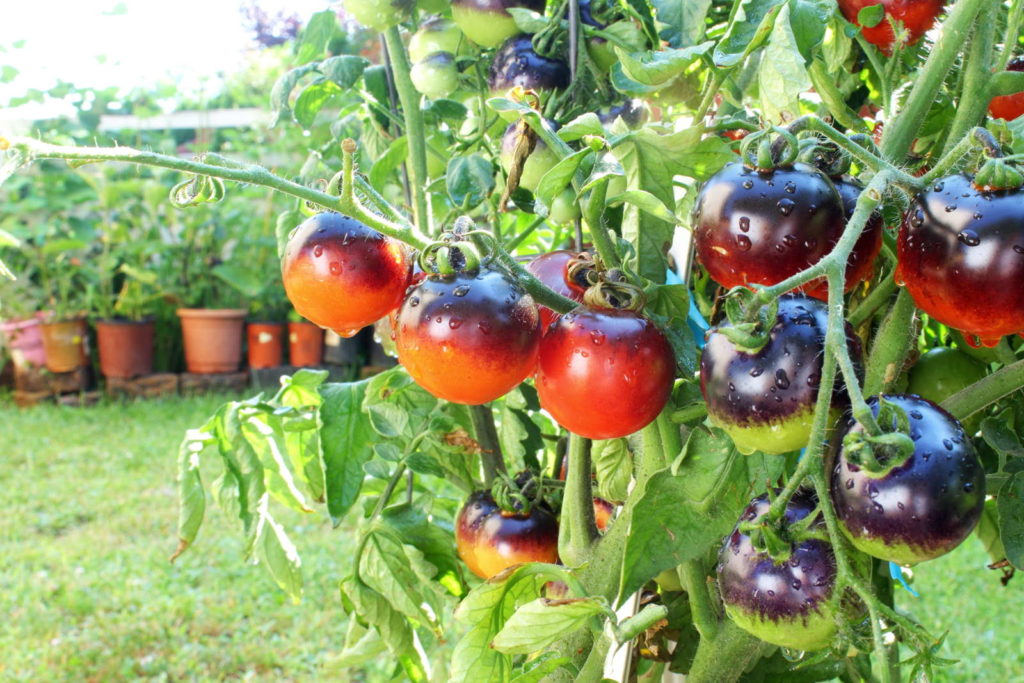 Schwarze Tomaten im Garten