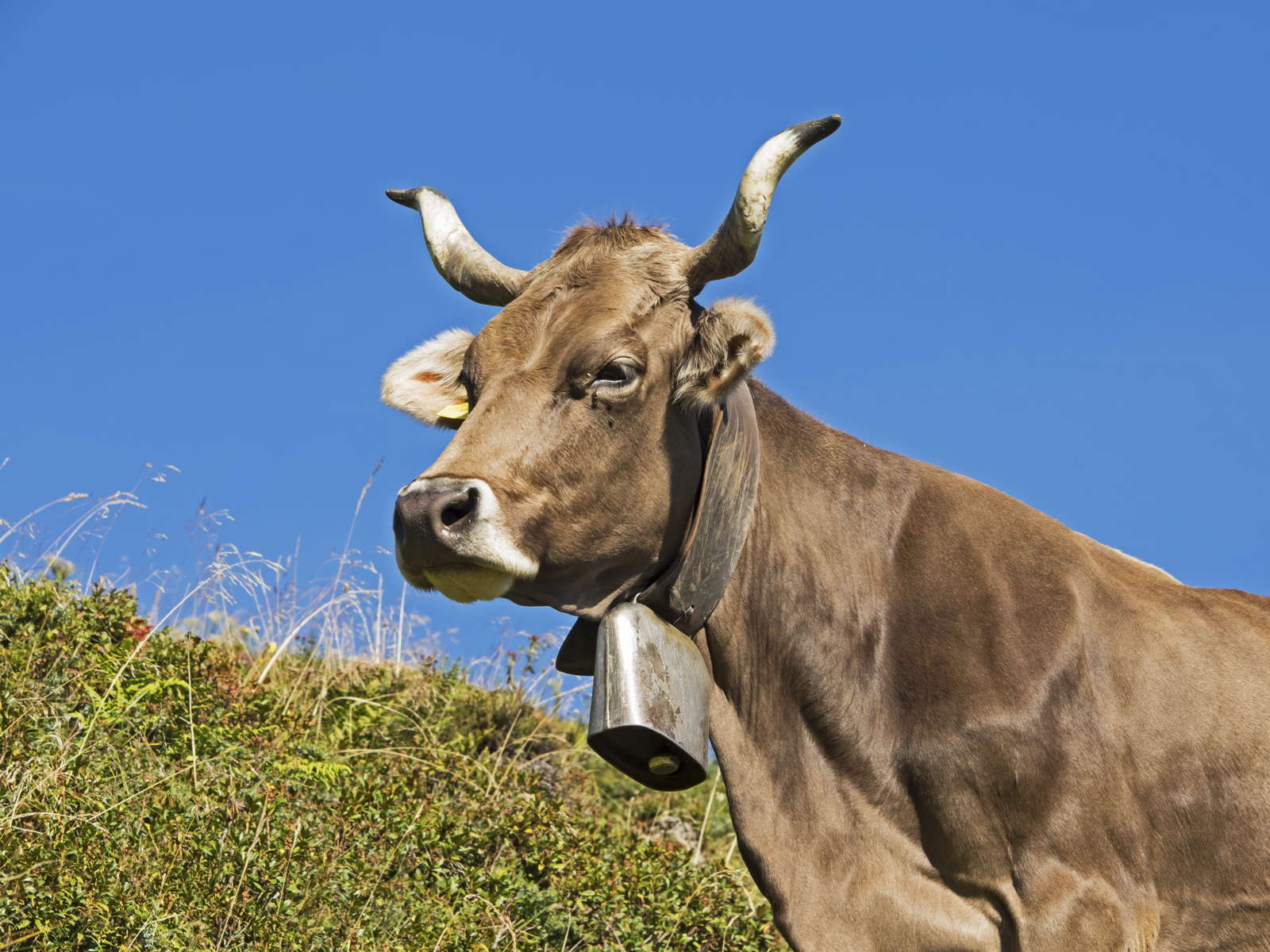 Hornmehl Wann, wie und wozu anwenden? Plantura