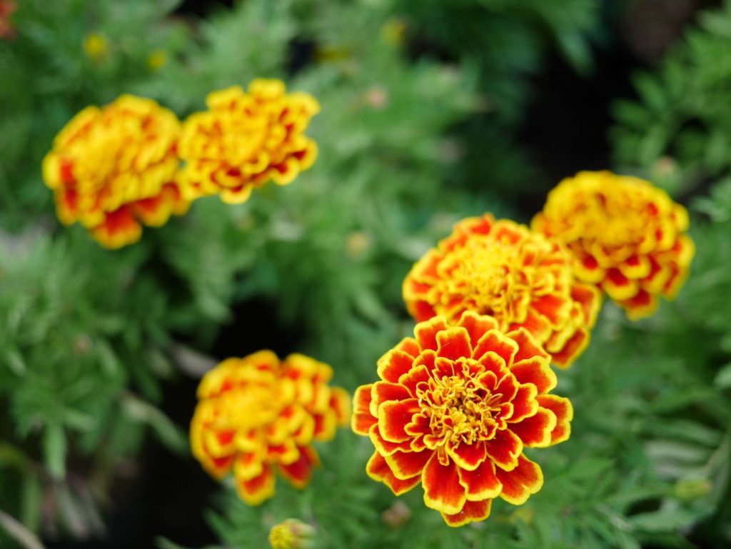 gelbe Studentenblume im Garten