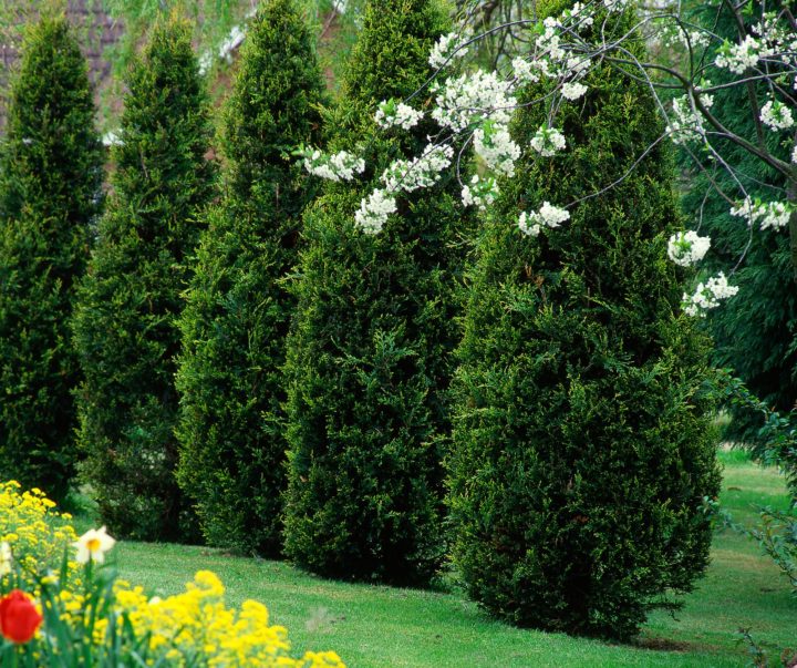 Thuja düngen PflegeTipps für den Lebensbaum Plantura
