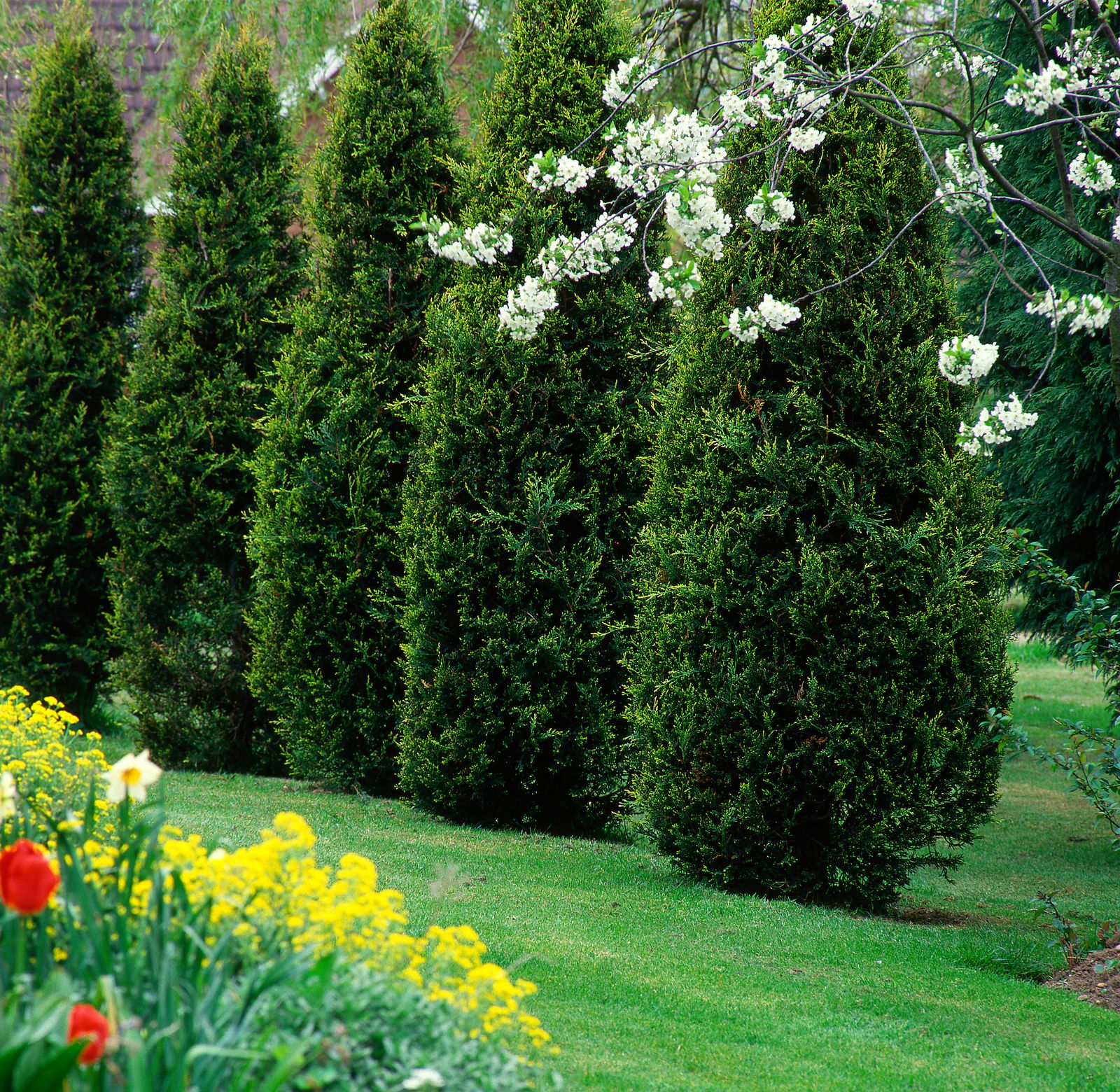Thuja Dungen Pflege Tipps Fur Den Lebensbaum Plantura